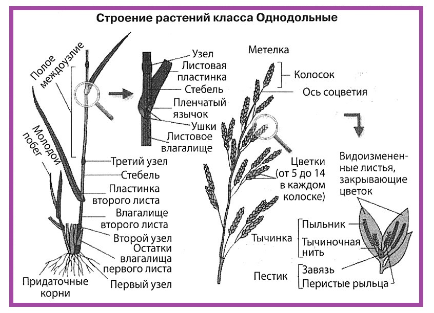 Схема злаковых растений