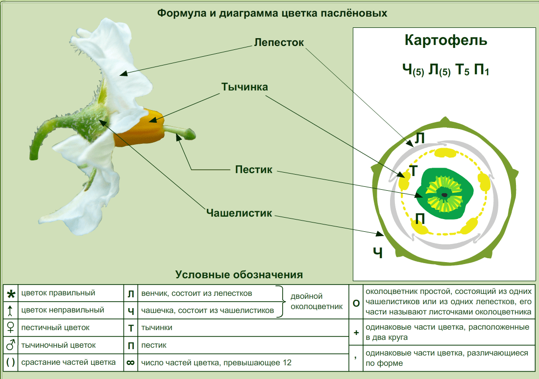 Семейство пасленовые схема