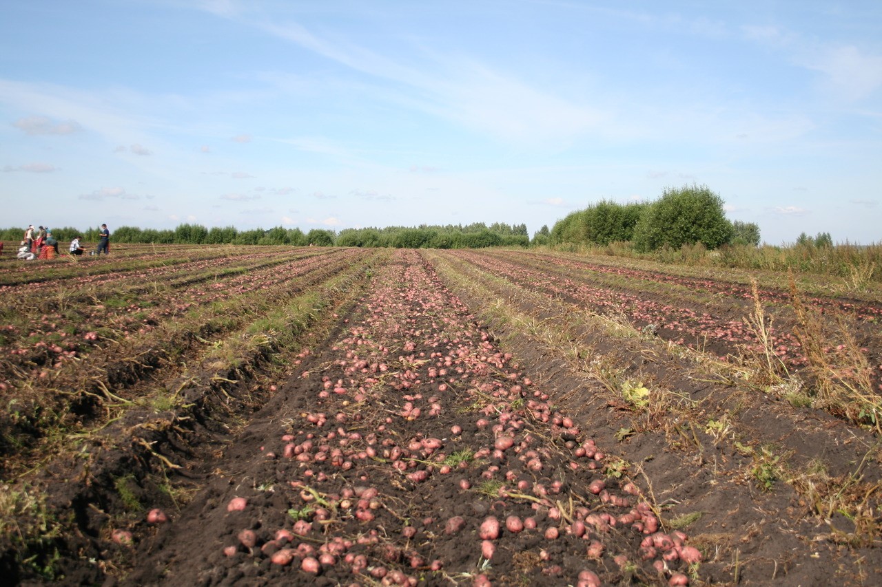 Картофельное поле осенью