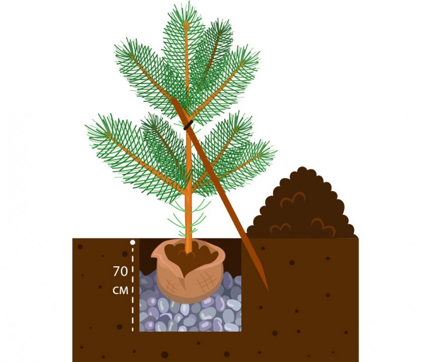 Сосна горная схема посадки