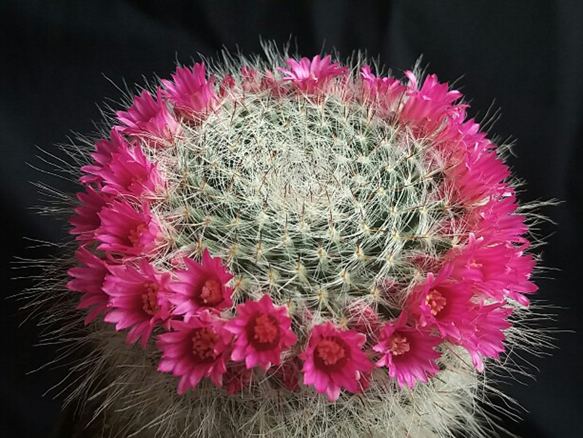 Маммиллярия Ханиана Mammillaria