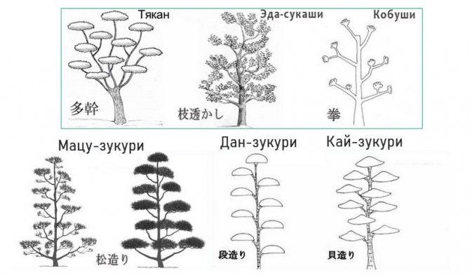 Схема обрезки сосны