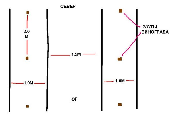 Как правильно расположить виноград на участке по сторонам света схема
